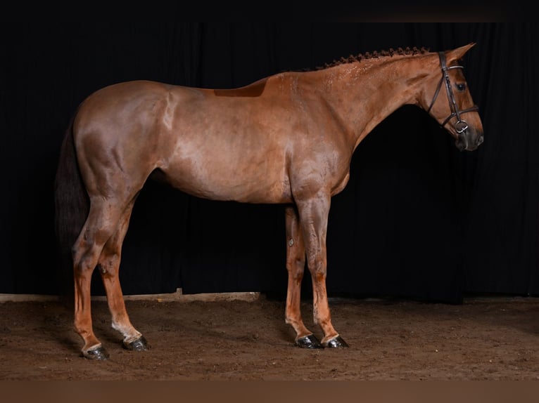 Zangersheide Merrie 7 Jaar 166 cm Vos in Bladel