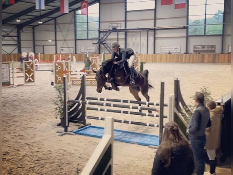 Zangersheide Merrie 7 Jaar 167 cm Donkerbruin in Aarberg