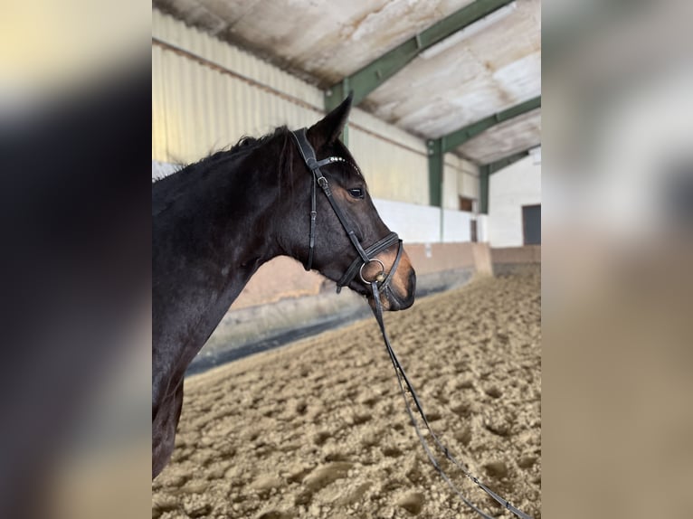 Zangersheide Merrie 7 Jaar 167 cm Zwartbruin in Versmold