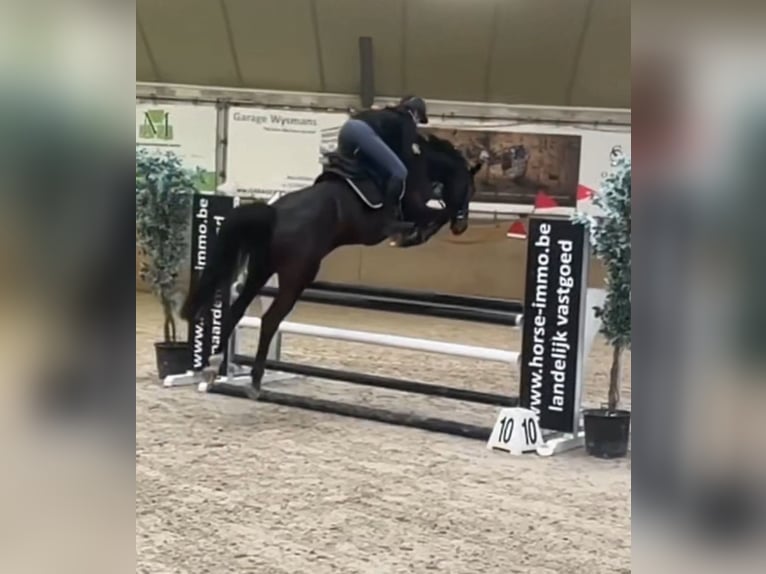 Zangersheide Merrie 7 Jaar 167 cm Zwartbruin in Oreye