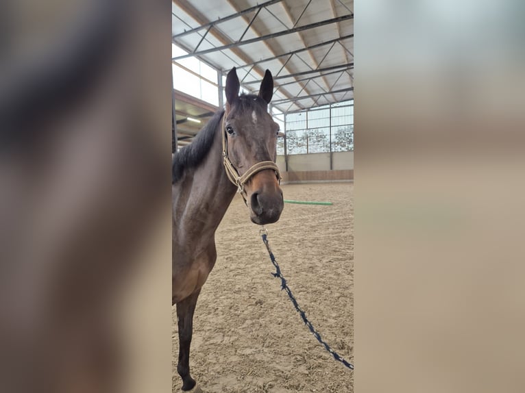 Zangersheide Merrie 7 Jaar 167 cm Zwartbruin in Oreye