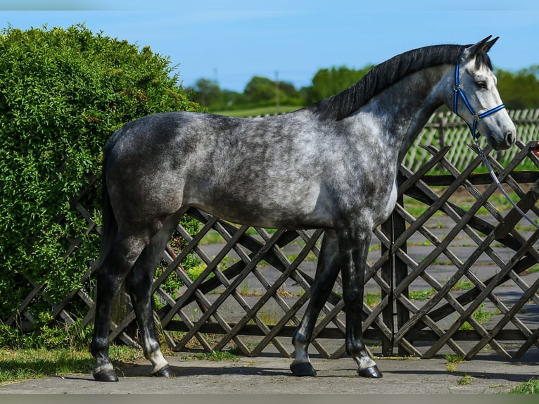 Zangersheide Merrie 7 Jaar 168 cm Appelschimmel in Debrecen