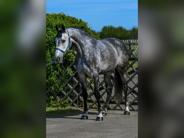 Zangersheide Merrie 7 Jaar 168 cm Appelschimmel in Debrecen