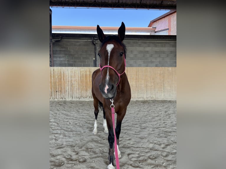 Zangersheide Merrie 7 Jaar 168 cm Bruin in Felino