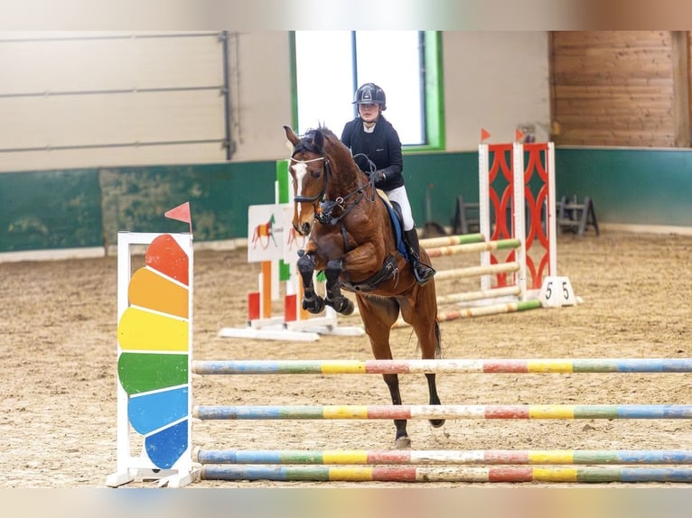 Zangersheide Merrie 7 Jaar 168 cm Roodbruin in Łódź