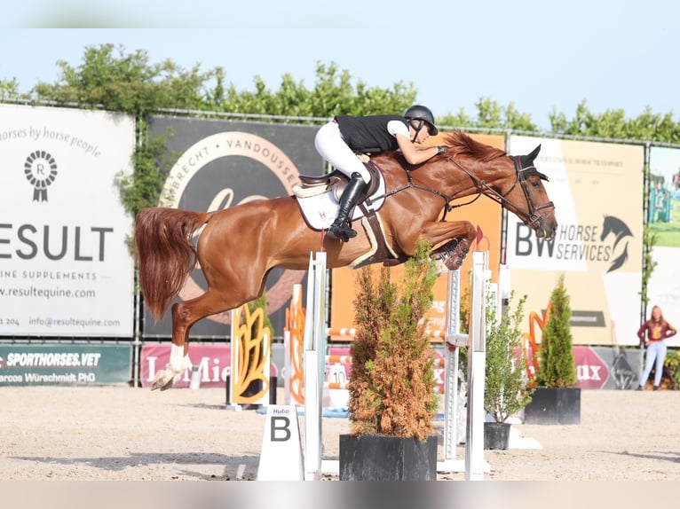 Zangersheide Merrie 7 Jaar 168 cm Vos in Sint-Katherina-Lombeek