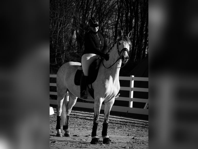 Zangersheide Merrie 7 Jaar 168 cm Zwartschimmel in Nettersheim