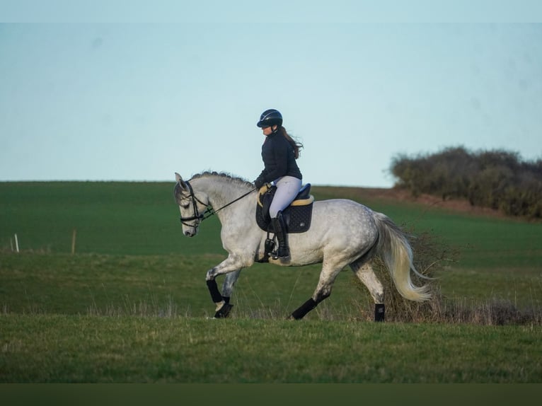 Zangersheide Merrie 7 Jaar 168 cm Zwartschimmel in Nettersheim
