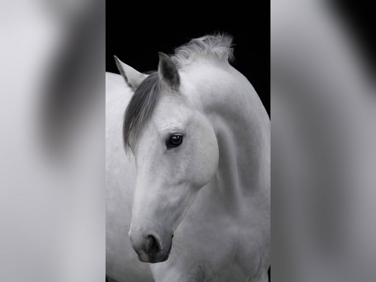 Zangersheide Merrie 7 Jaar 168 cm Zwartschimmel in Nettersheim