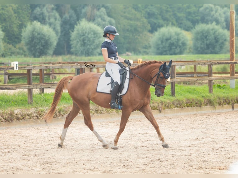 Zangersheide Merrie 7 Jaar 169 cm Vos in Wassenaar