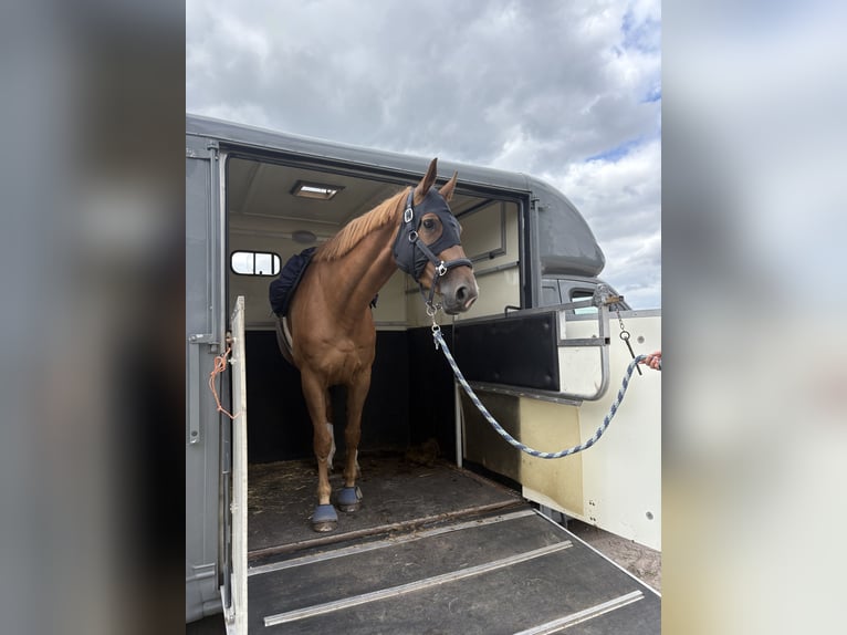 Zangersheide Merrie 7 Jaar 169 cm Vos in Wassenaar