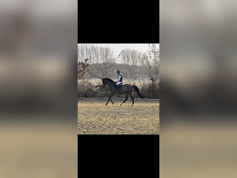 Zangersheide Merrie 7 Jaar 170 cm Bruin in Willich