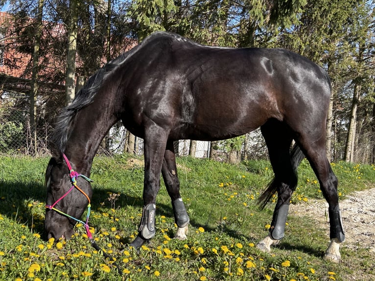 Zangersheide Merrie 7 Jaar 170 cm Donkerbruin in Königerode