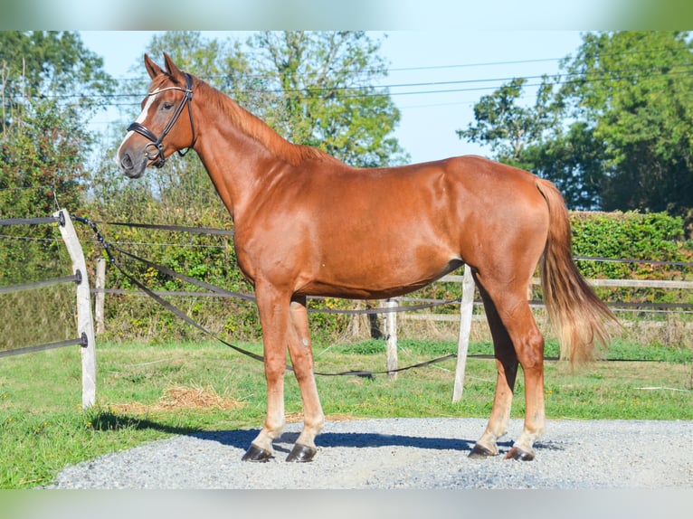 Zangersheide Merrie 7 Jaar 170 cm Vos in Marigny le Lozon