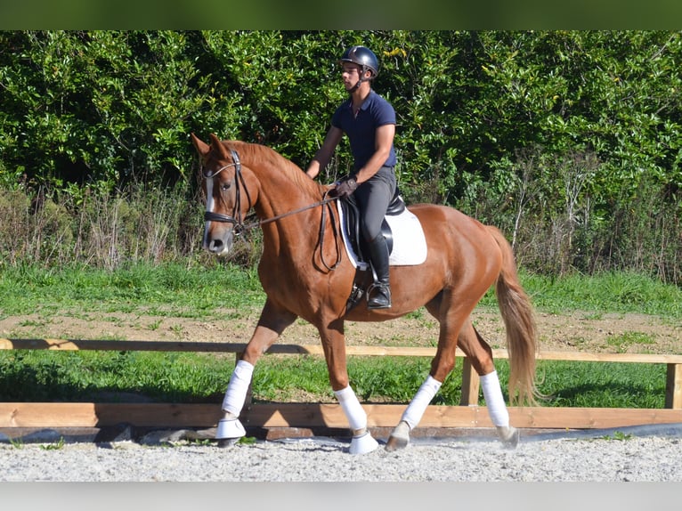 Zangersheide Merrie 7 Jaar 170 cm Vos in Marigny le Lozon