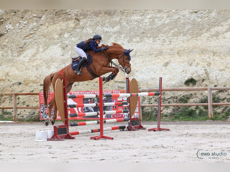 Zangersheide Merrie 7 Jaar 170 cm Vos in Poussignac