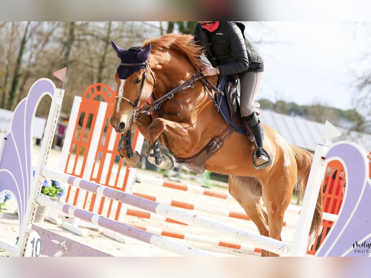 Zangersheide Merrie 7 Jaar 170 cm Vos in Poussignac