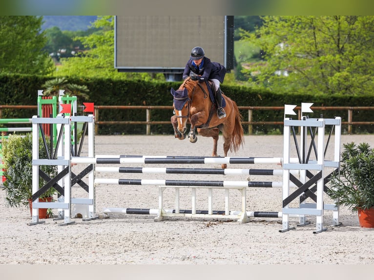 Zangersheide Merrie 7 Jaar 170 cm Vos in Poussignac