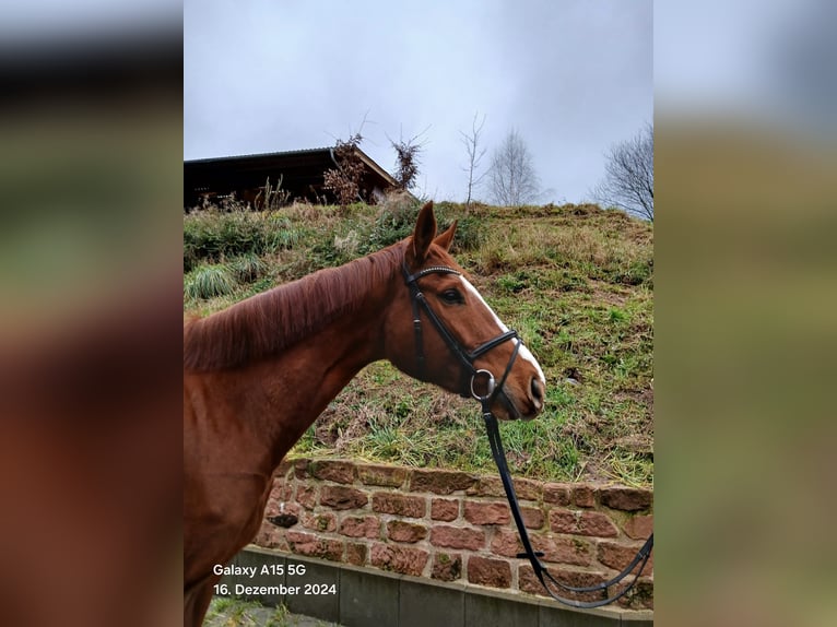 Zangersheide Merrie 7 Jaar 170 cm Vos in Mossautal