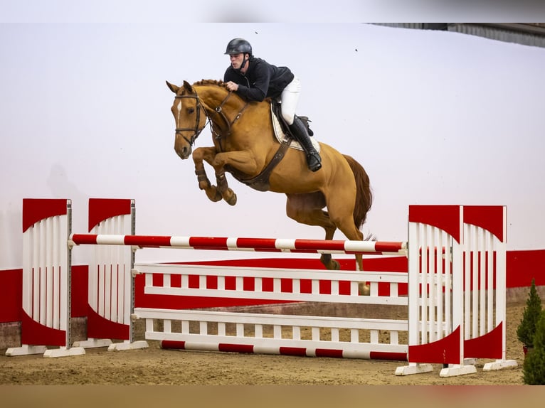 Zangersheide Merrie 7 Jaar 171 cm Cremello in Waddinxveen