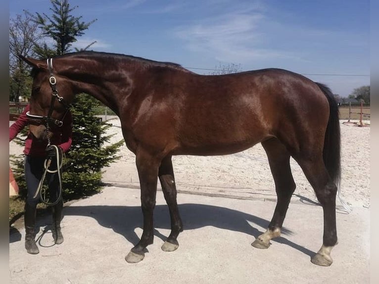 Zangersheide Merrie 7 Jaar 172 cm Roodbruin in Łódź