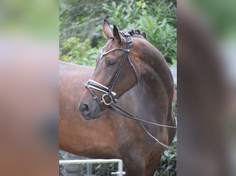 Zangersheide Merrie 7 Jaar 173 cm Bruin in Dätgen