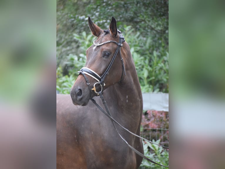 Zangersheide Merrie 7 Jaar 173 cm Bruin in Dätgen