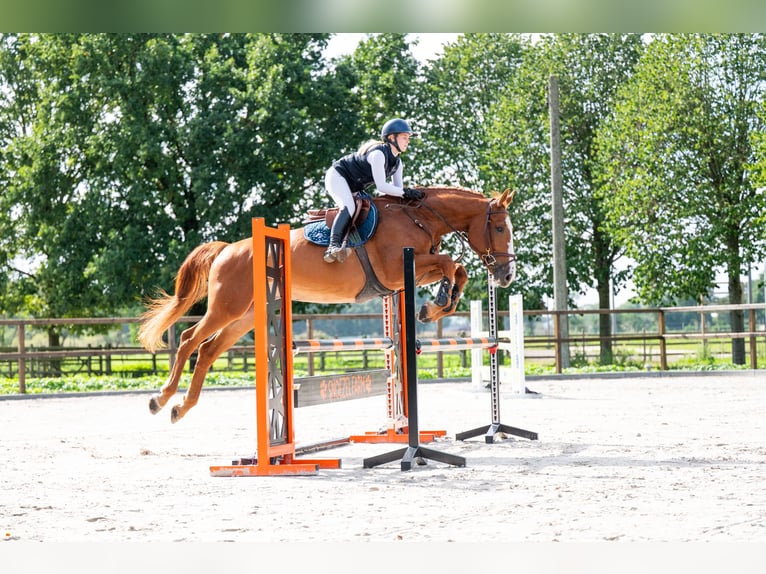 Zangersheide Merrie 7 Jaar 174 cm Vos in Kaulille