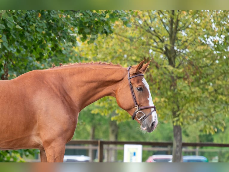 Zangersheide Merrie 7 Jaar 174 cm Vos in Kaulille
