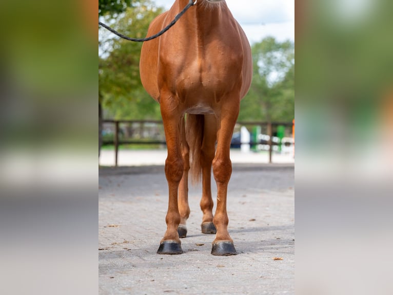 Zangersheide Merrie 7 Jaar 174 cm Vos in Kaulille