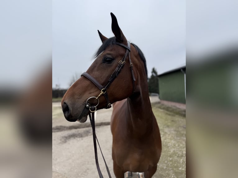Zangersheide Merrie 7 Jaar 175 cm Bruin in Oud Gastel
