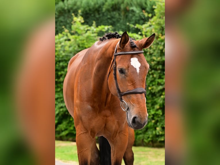 Zangersheide Merrie 7 Jaar 177 cm Bruin in Bladel