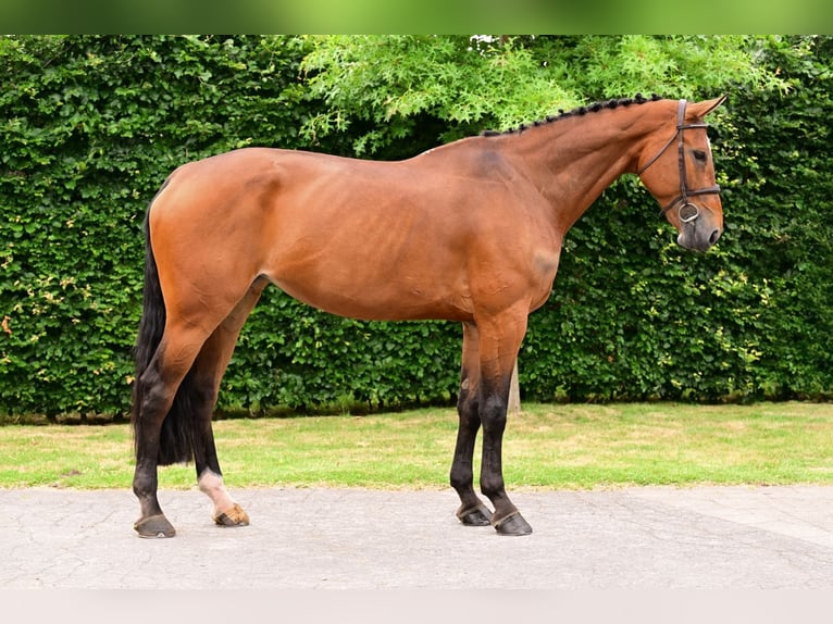 Zangersheide Merrie 7 Jaar 177 cm Bruin in Bladel