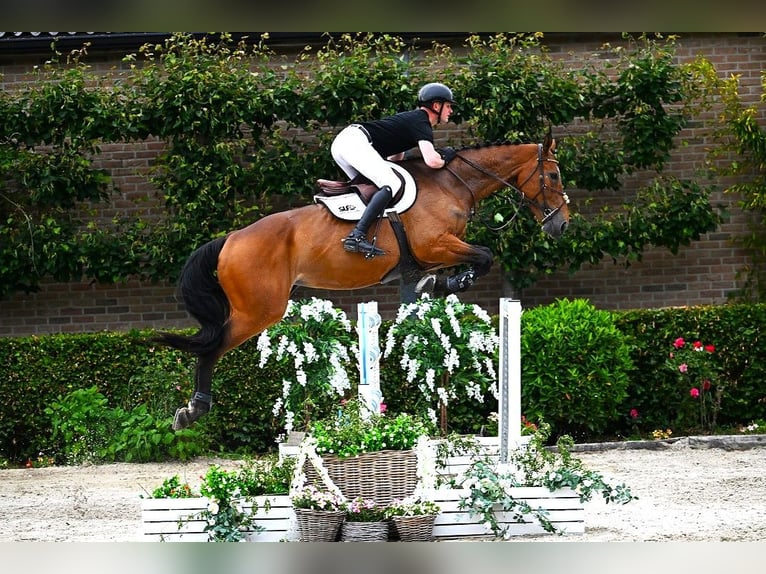 Zangersheide Merrie 7 Jaar 177 cm Bruin in Bladel