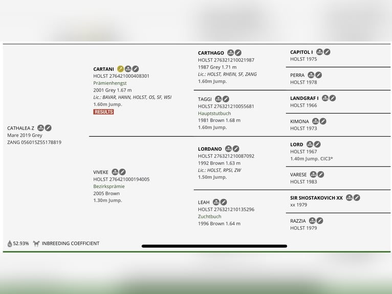 Zangersheide Merrie 7 Jaar Schimmel in Šniūraičiai