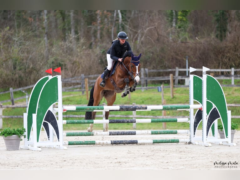 Zangersheide Merrie 8 Jaar 160 cm Donkerbruin in Poussignac