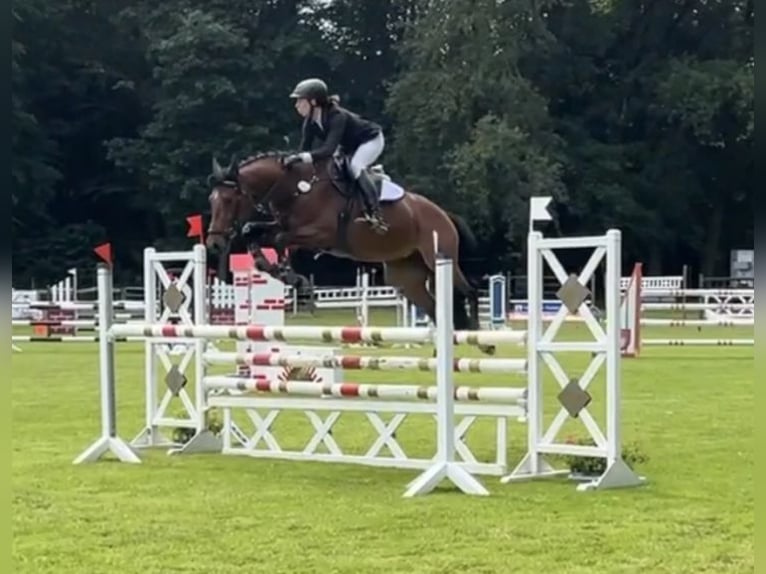 Zangersheide Merrie 8 Jaar 162 cm Bruin in Kevelaer