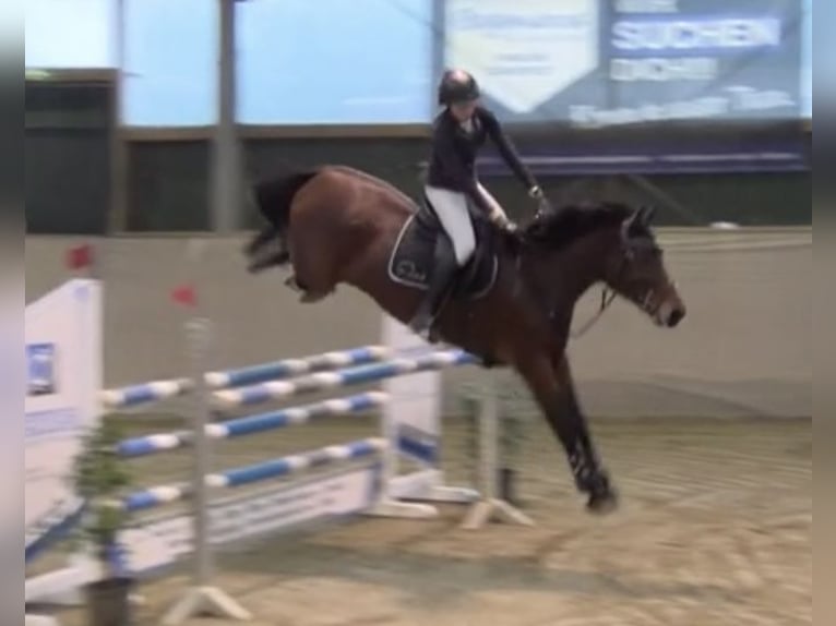 Zangersheide Merrie 8 Jaar 162 cm Bruin in Kevelaer