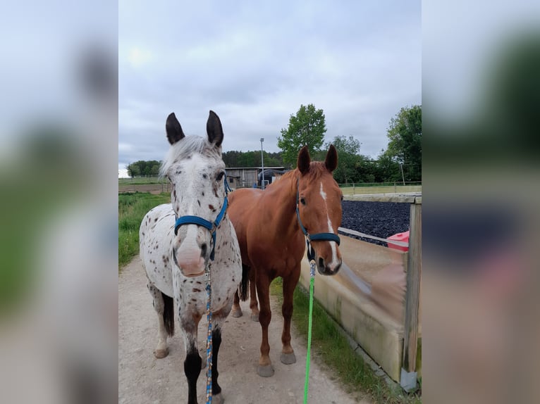 Zangersheide Merrie 8 Jaar 162 cm Vos in Weisendorf