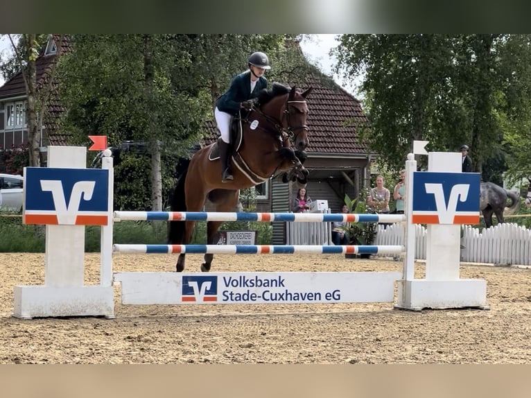 Zangersheide Merrie 8 Jaar 164 cm Donkerbruin in Neuhaus an der Oste