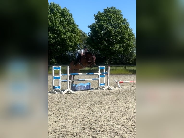 Zangersheide Merrie 8 Jaar 164 cm Donkerbruin in Neuhaus an der Oste