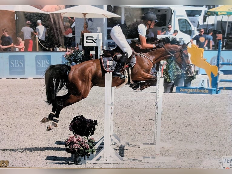 Zangersheide Merrie 8 Jaar 164 cm Lichtbruin in grez doiceau