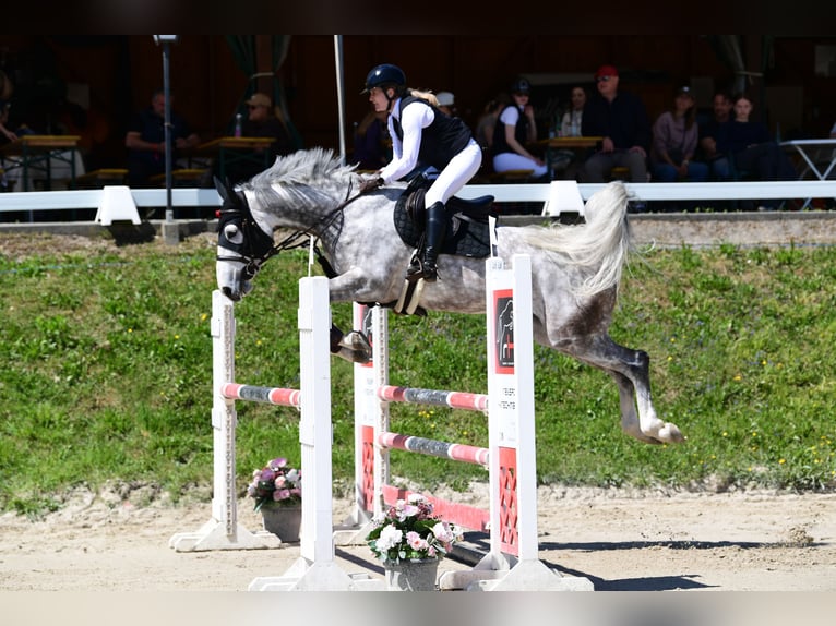 Zangersheide Merrie 8 Jaar 165 cm Appelschimmel in Kitzbühel