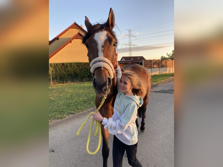 Zangersheide Merrie 8 Jaar 165 cm Bruin in HAJANY