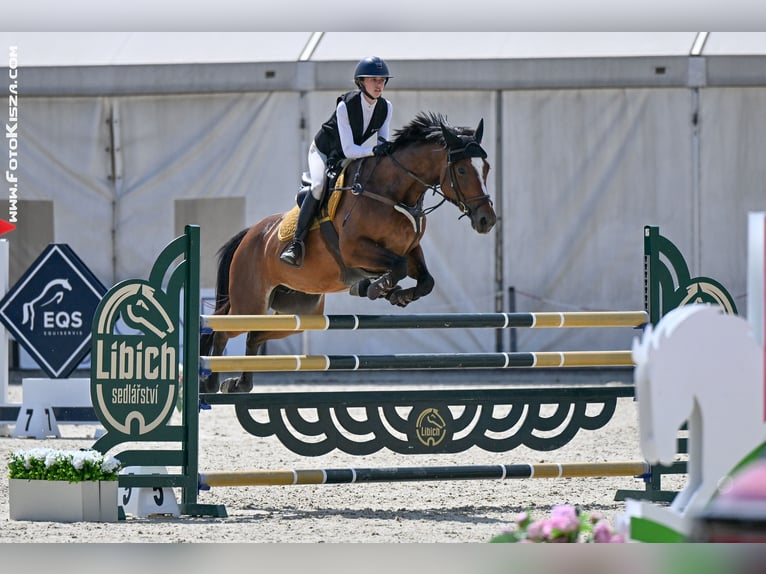 Zangersheide Merrie 8 Jaar 165 cm Bruin in HAJANY
