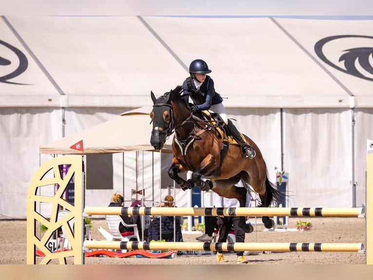 Zangersheide Merrie 8 Jaar 165 cm Bruin in HAJANY