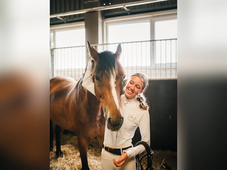 Zangersheide Merrie 8 Jaar 165 cm Bruin in HAJANY