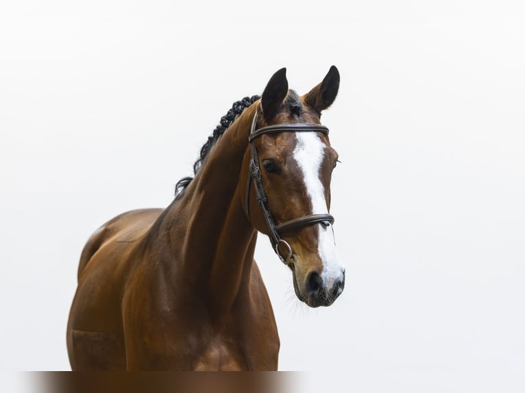 Zangersheide Merrie 8 Jaar 167 cm  in Waddinxveen