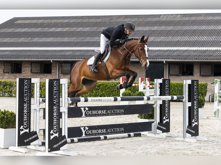 Zangersheide Merrie 8 Jaar 167 cm  in Waddinxveen