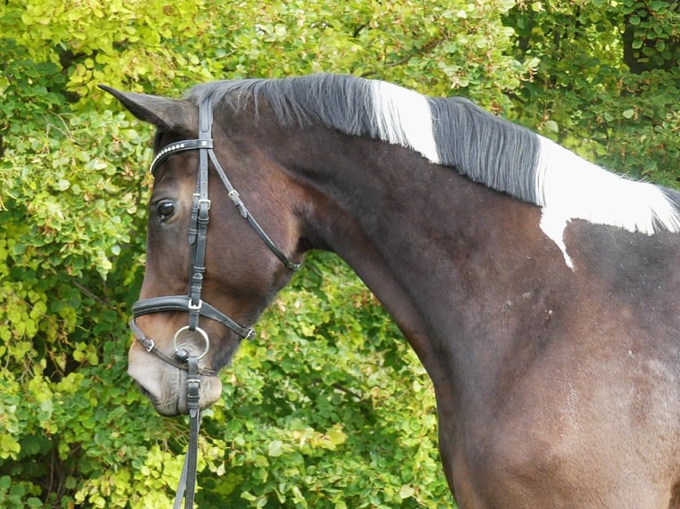Zangersheide Merrie 8 Jaar 168 cm Gevlekt-paard in Mücheln (Geiseltal)